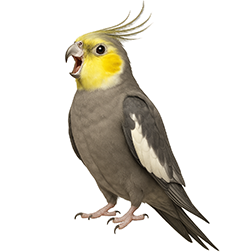 Dominant Yellowcheek Cockatiel